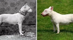 Како расите се промениле во последните сто години